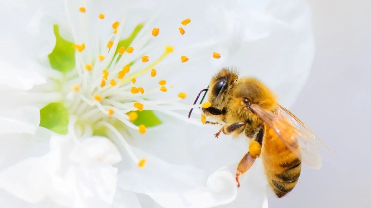 зголемување на пенисот со убоди од пчела
