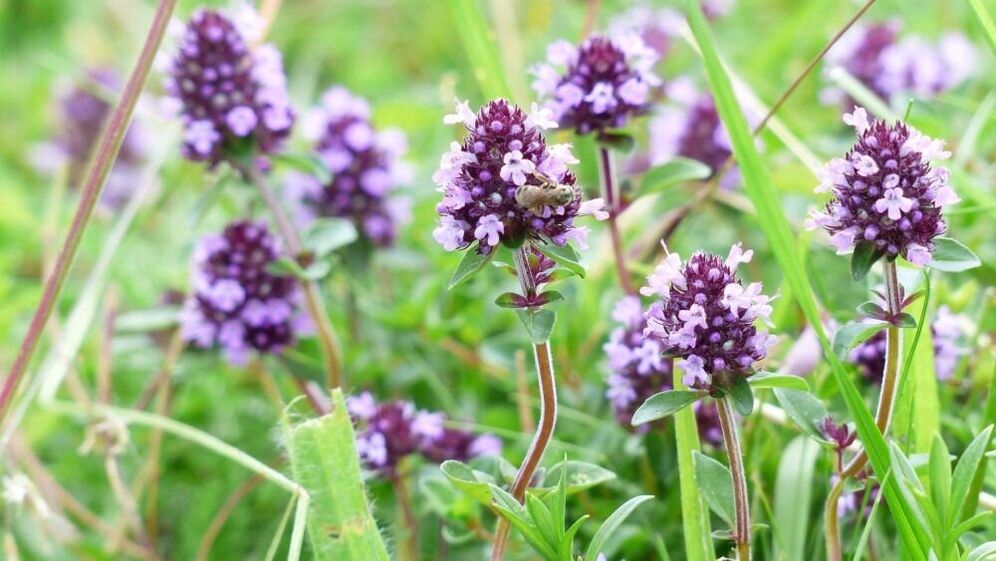 билка од мајчина душица за зголемување на пенисот