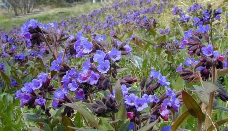 Lungwort за подготовка на инфузија која промовира зголемување на пенисот